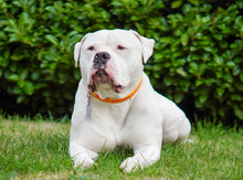 Load image into Gallery viewer, Giraffe Print Collar