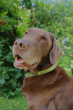Load image into Gallery viewer, Custom Name Plaque Collar