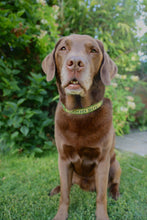 Load image into Gallery viewer, Custom Name Plaque Collar