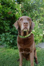 Load image into Gallery viewer, Custom Name Plaque Collar