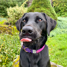 Load image into Gallery viewer, WRAPAROUND COLLAR -Design your own