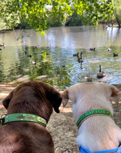 Load image into Gallery viewer, Custom Name Plaque Collar