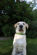 Load image into Gallery viewer, Custom Name Plaque Collar