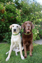 Load image into Gallery viewer, Custom Name Plaque Collar