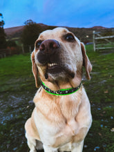 Load image into Gallery viewer, Bat Pack Collar