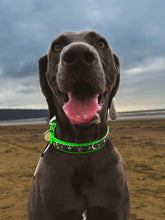 Load image into Gallery viewer, Bat Pack Collar