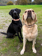 Load image into Gallery viewer, CHUNKY Autumn Fox Collar (38mm)