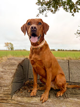 Load image into Gallery viewer, CHUNKY Autumn Fox Collar (38mm)