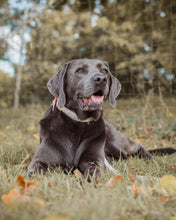 Load image into Gallery viewer, Design your own - 'Oh Bother!'