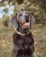 Load image into Gallery viewer, Design your own - 'Oh Bother!'