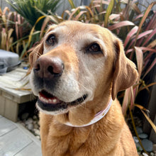 Load image into Gallery viewer, Seas the Day Collar, Blush & Lavender