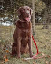 Load image into Gallery viewer, Strawberry Hands-free Lead