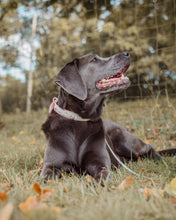 Load image into Gallery viewer, Oh Bother! Collar