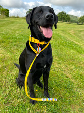 Load image into Gallery viewer, Strut your stripes Collar
