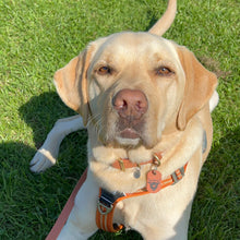 Load image into Gallery viewer, Highland Cow Silent Tags