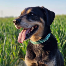 Load image into Gallery viewer, Dino Collar