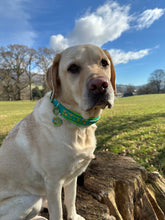 Load image into Gallery viewer, CHUNKY Mystery Mutts Collar (38mm)