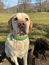 Load image into Gallery viewer, CHUNKY Mystery Mutts Collar (38mm)