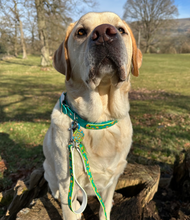 Load image into Gallery viewer, Mystery Mutts Collar