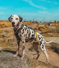 Load image into Gallery viewer, Awareness Tab