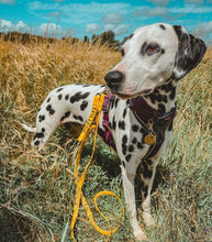 Load image into Gallery viewer, Awareness Tab