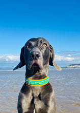 Load image into Gallery viewer, CHUNKY Mystery Mutts Collar (38mm)