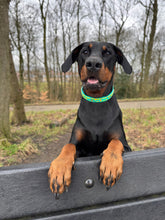 Load image into Gallery viewer, Mystery Mutts Collar