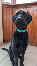 Load image into Gallery viewer, Mystery Mutts Collar