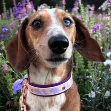 Load image into Gallery viewer, Dino Collar