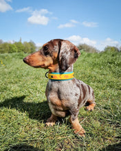 Load image into Gallery viewer, Dino Collar