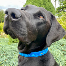 Load image into Gallery viewer, Dino Collar