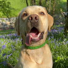 Load image into Gallery viewer, Dino Collar