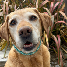 Load image into Gallery viewer, Dino Collar