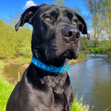 Load image into Gallery viewer, Dino Collar