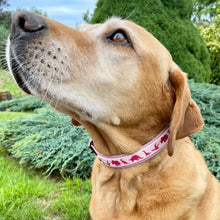 Load image into Gallery viewer, Dino Collar