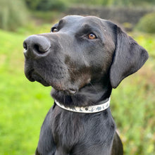 Load image into Gallery viewer, Dino Collar