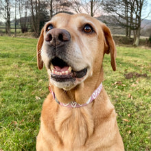 Load image into Gallery viewer, CARIAD Collar