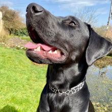 Load image into Gallery viewer, Giraffe Print Collar