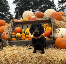 Load image into Gallery viewer, Autumn Harvest Collar
