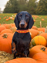 Load image into Gallery viewer, Autumn Harvest Collar
