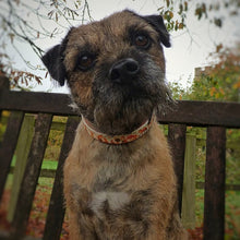 Load image into Gallery viewer, Autumn Fox Collar

