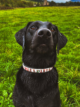 Load image into Gallery viewer, Black dog wearing a colorful collar in a grassy field
