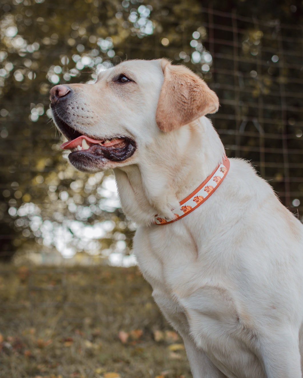 Highland Cow Collar