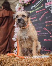 Load image into Gallery viewer, Highland Cow Collar
