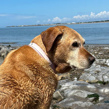 Load image into Gallery viewer, Seas the Day Collar, Blush &amp; Lavender
