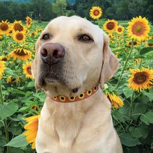 Load image into Gallery viewer, Sunflower Collar
