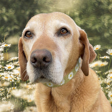 Load image into Gallery viewer, Daisy Collar
