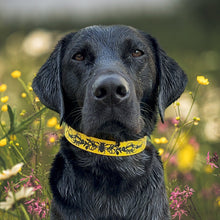 Load image into Gallery viewer, Bee Happy Collar - July Design of the Month
