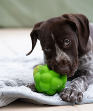 Load image into Gallery viewer, Benny Broccoli Latex Dog Toy (Small)
