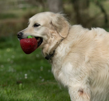 Load image into Gallery viewer, Suzie Strawberry Latex Dog Toy
